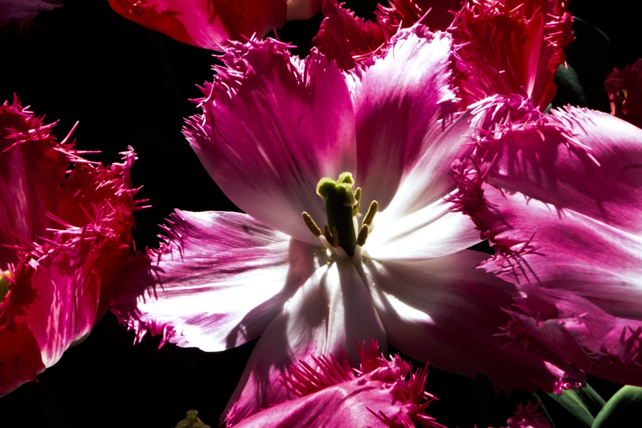 Keukenhof-08-min